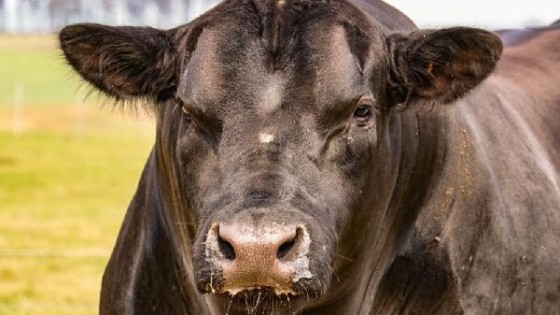 Genética efectiva pone en pista toros y vaquillonas de Manantial Verde y Campo Norte — Zafra — Dinámica Rural | El Espectador 810