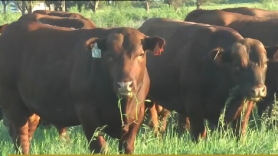 36ª edición de ‘Toros para vaquillonas’ de cabaña La Empastada — Zafra — Dinámica Rural | El Espectador 810