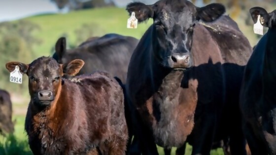 20° remate anual (virtual) de Rancho Yúbely de familia Musselli — Zafra — Dinámica Rural | El Espectador 810