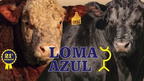 Coito: ‘‘una excelente oferta’’ de Loma Azul — Zafra — Dinámica Rural | El Espectador 810