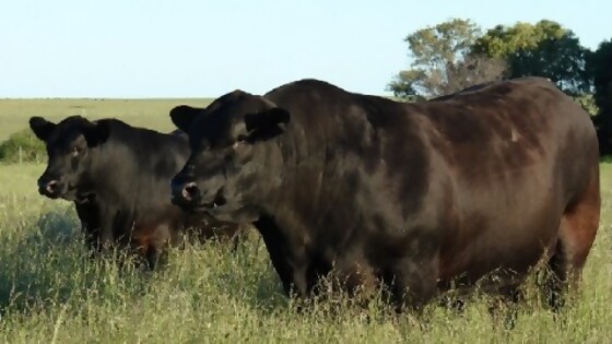 Bayucuá subasta 170 angus el miércoles 9 en la Agropecuaria de Salto — Zafra — Dinámica Rural | El Espectador 810