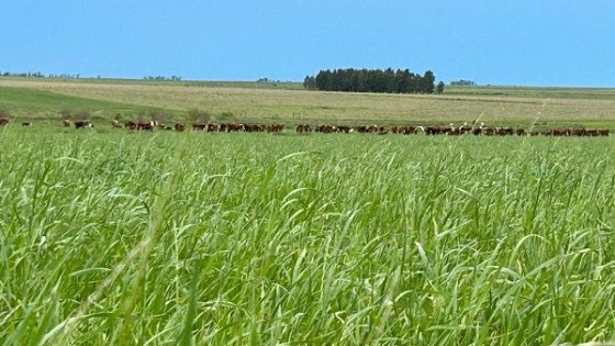 Tras jornadas con altas temperaturas, un fin de semana con precipitaciones — Clima — Dinámica Rural | El Espectador 810