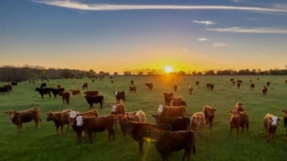 Serena Roca: los pilares del programa SummActive de Virbac — Innovación — Dinámica Rural | El Espectador 810