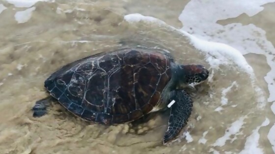 Consejos para criar una tortuga — Segmento humorístico — La Venganza sera terrible | El Espectador 810