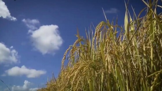 Predebon: ‘‘aunque no en rendimiento, creo que va a ser una zafra récord en volumen’’ — Agricultura — Dinámica Rural | El Espectador 810