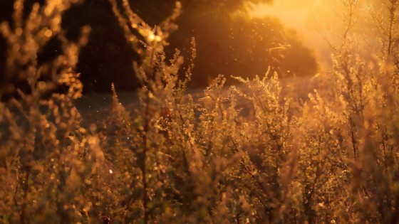 Un homenaje a la llegada de la primavera — Audios — Las Conversaciones | El Espectador 810