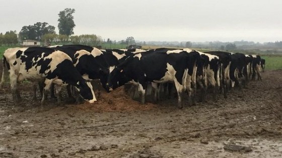 Lechería: manejo, evitar traslados largos y cuidar la higiene en sala de ordeñe es clave luego de las lluvias — Lechería — Dinámica Rural | El Espectador 810