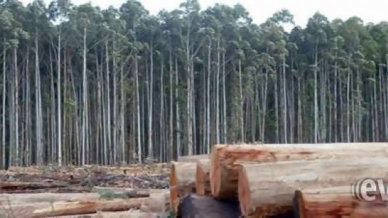 El Movimiento por un Uruguay Sustentable presenta un informe sobre forestación — Qué tiene la tarde — Más Temprano Que Tarde | El Espectador 810