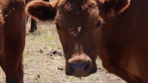 El MGAP incluyo a Rocha en la Emergencia Agropecuaria — Economía — Dinámica Rural | El Espectador 810