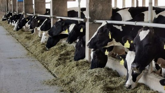 INALE difundió manual para realizar un mejor ordeñe en los tambos — Lechería — Dinámica Rural | El Espectador 810