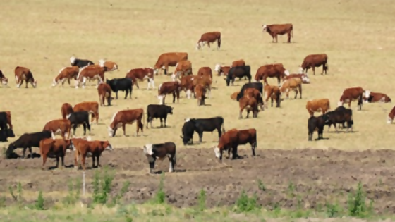 Agropecuaria de Cerro Largo y escritorios rurales destinarán recursos para el fondo Campo Solidario — Economía — Dinámica Rural | El Espectador 810