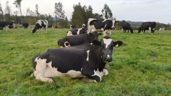 La lechería en Chile da garantías al consumidor, con sanidad, inocuidad y tecnología — Lechería — Dinámica Rural | El Espectador 810