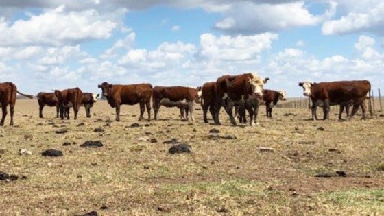 C. Rydstrom: 'Estamos monitoreando permanentemente la situación, y es posible incluir nuevas zonas afectadas' — Economía — Dinámica Rural | El Espectador 810