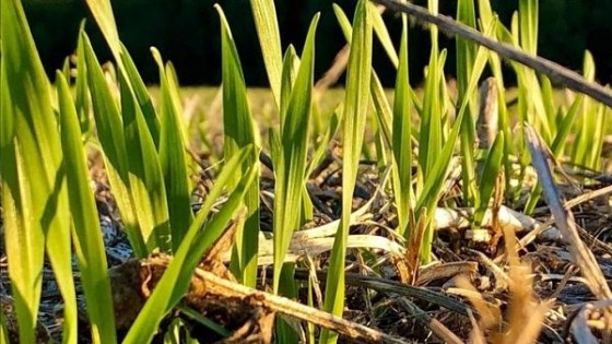 Clima: 'Estamos ante un escenario neutro, pero la llegada del invierno está ahí' — Audios — Dinámica Rural | El Espectador 810