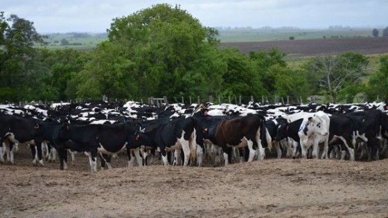 Alternativa validada: La SPLF con más de 50 mil recrías Holando 'generó un negocio eficiente' — Lechería — Dinámica Rural | El Espectador 810