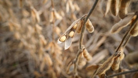 Soja: Con ventas técnicas, el agricultor uruguayo espera mejores precios — Economía — Dinámica Rural | El Espectador 810