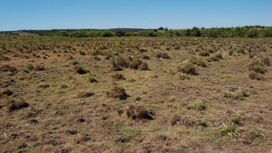 MGAP extendió plazo para inscribirse en la Emergencia Agropecuaria — Economía — Dinámica Rural | El Espectador 810