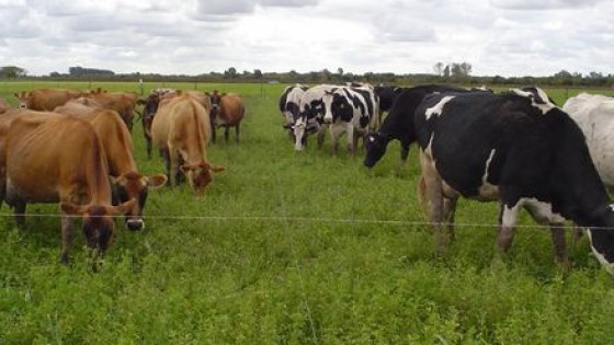 Zafra: Ganado de calidad, maquinaria y herramientas en Local Cardal  — Lechería — Dinámica Rural | El Espectador 810