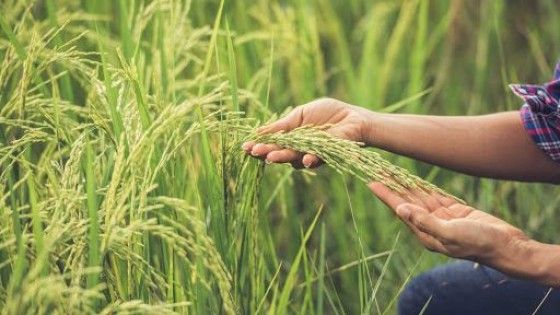 Arroz: El BROU presenta soluciones al endeudamiento del sector arrocero — Economía — Dinámica Rural | El Espectador 810