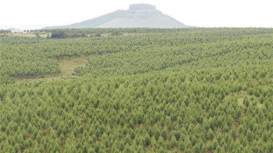 INIA organiza seminario sobre genética forestal — Inversión — Dinámica Rural | El Espectador 810