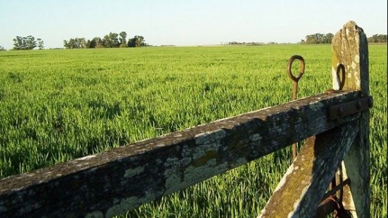 'Hay más consultas, es la realidad' — Economía — Dinámica Rural | El Espectador 810