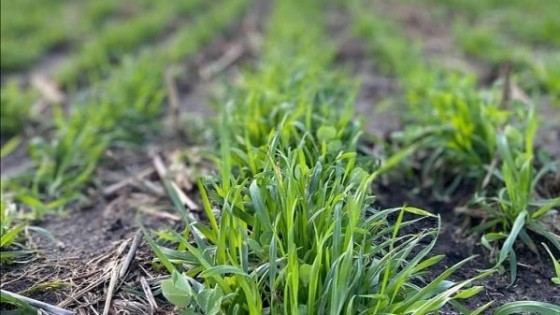 M. Bidegain: En agosto 'hay que esperar un aumento en las temperaturas y lluvias dentro de lo normal' — Clima — Dinámica Rural | El Espectador 810