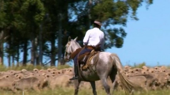 Uruguay Wools: con tecnología, bienestar y sustentabilidad para conquistar al consumidor — Economía — Dinámica Rural | El Espectador 810