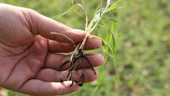 J. L. Pérez: 'Hay un 80% de probabilidad de que llueva por debajo de lo normal' — Clima — Dinámica Rural | El Espectador 810