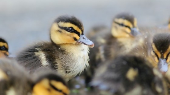 El problema de los patos — De qué te reís: Diego Bello — Más Temprano Que Tarde | El Espectador 810