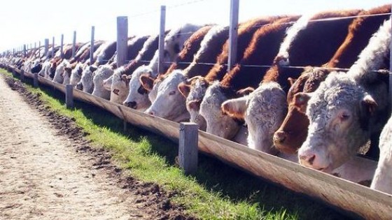 ADP Zone:  Con innovación e investigación es posible una agricultura sostenible, aunque asociada a la ganadería, por la relación costo beneficio — Economía — Dinámica Rural | El Espectador 810