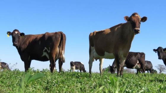 Di Santi, con oferta destacada en Local Cardal — Lechería — Dinámica Rural | El Espectador 810