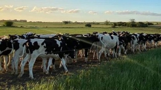 Lechería: ''Es clave hacer hincapié en limitantes como el confort animal'' — Lechería — Dinámica Rural | El Espectador 810