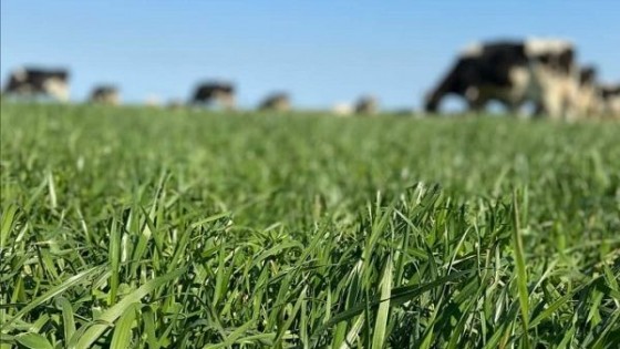 Lechería: Calidad de la leche, clave en cualquier estructura — Lechería — Dinámica Rural | El Espectador 810