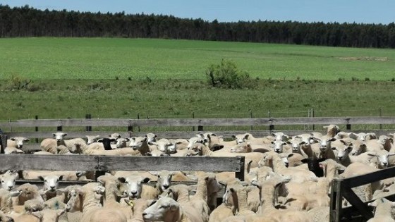 Alternativas para mejorar la producción y calidad de la carne ovina — Extensión — Dinámica Rural | El Espectador 810