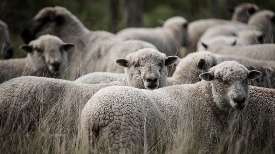 Pablo Iramendi: un mercado lanero relativamente estabilizado  — Mercado Lanero — Dinámica Rural | El Espectador 810