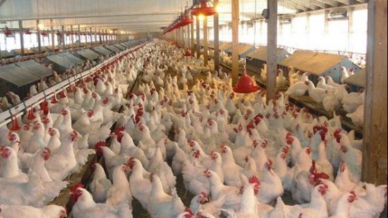 Sector avícola entrega 15 mil gallinas faenadas por semana a más de 200 ollas populares — gremiales — Dinámica Rural | El Espectador 810