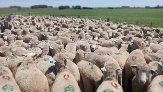 CTO logró 146% de señalada, más de 400 kilos de producción por há y un producto bruto de 564 dól/há — Innovación — Dinámica Rural | El Espectador 810