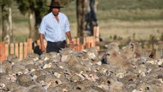 Bamidal va por más mercados para la carne ovina — Economía — Dinámica Rural | El Espectador 810