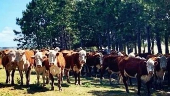 J.Campos: ''En verano, sombra y agua son clave para el bienestar animal'' — Extensión — Dinámica Rural | El Espectador 810