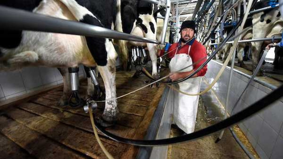 El precio de la leche que remite el productor a Conaprole aumentó un 5% —  Lechería — Dinámica Rural | El Espectador 810