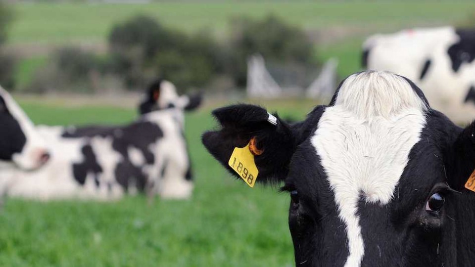 La situación financiera de los tambos afecta la recría, eslabón importante para la lechería —  Lechería — Dinámica Rural | El Espectador 810