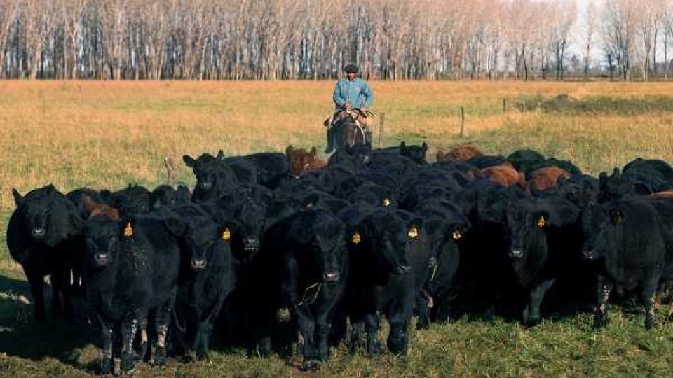 La falta de lluvias, el retiro de los equipos Kosher inciden en los precios de las haciendas  —  Audios — Dinámica Rural | El Espectador 810