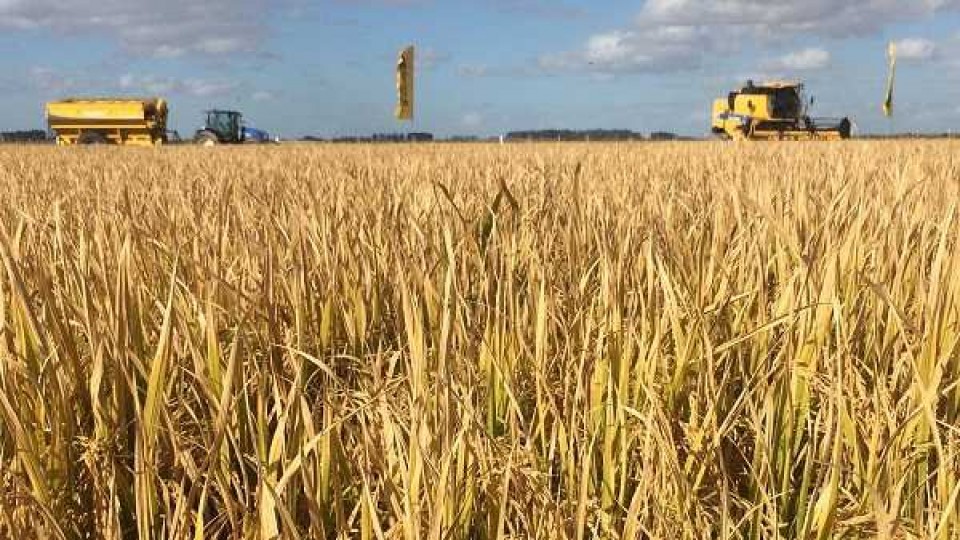 Alfredo Lago: es una zafra con un porcentaje de verde muy bajo —  Agricultura — Dinámica Rural | El Espectador 810