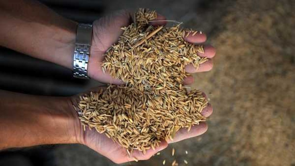 La industria arrocera prevé enviar alrededor de 230 trabajadores a seguro de paro durante un mes, ante la baja en la producción del cereal —  Audios — Dinámica Rural | El Espectador 810