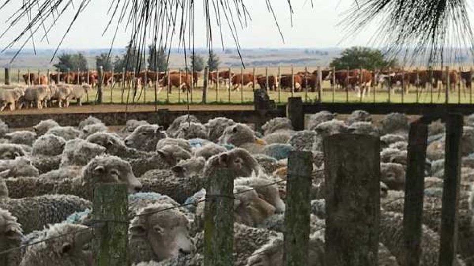 J. Riani: ''Sería muy bueno encarnar la mayor cantidad de vientres posibles, porque en estos escenarios el ovino tiene un mejor lugar'' —  Agricultura — Dinámica Rural | El Espectador 810