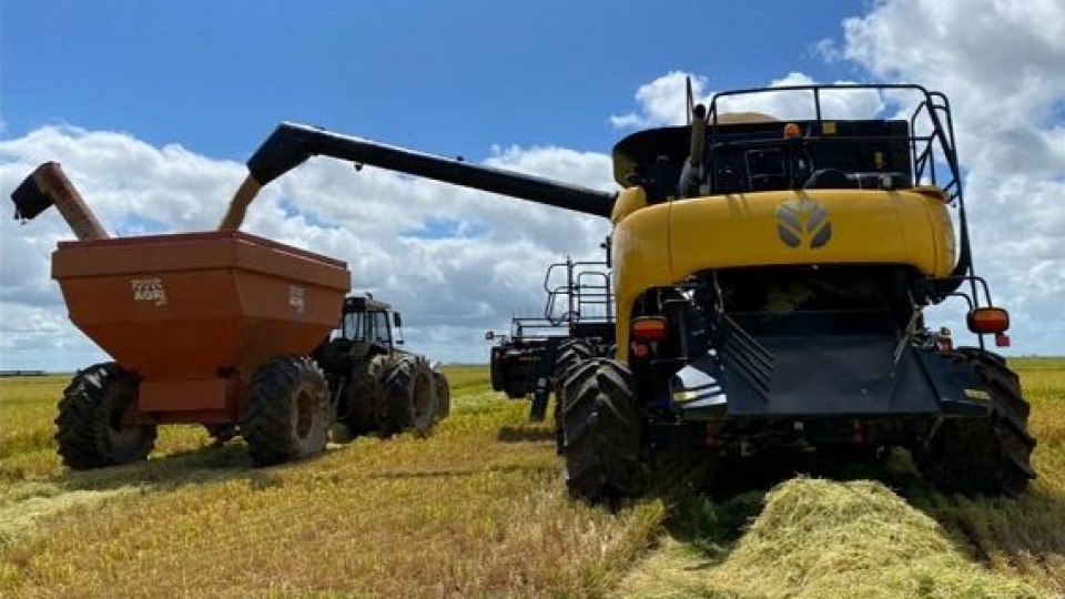 Los rindes para el arroz superan los 9 mil kgs/há —  Agricultura — Dinámica Rural | El Espectador 810