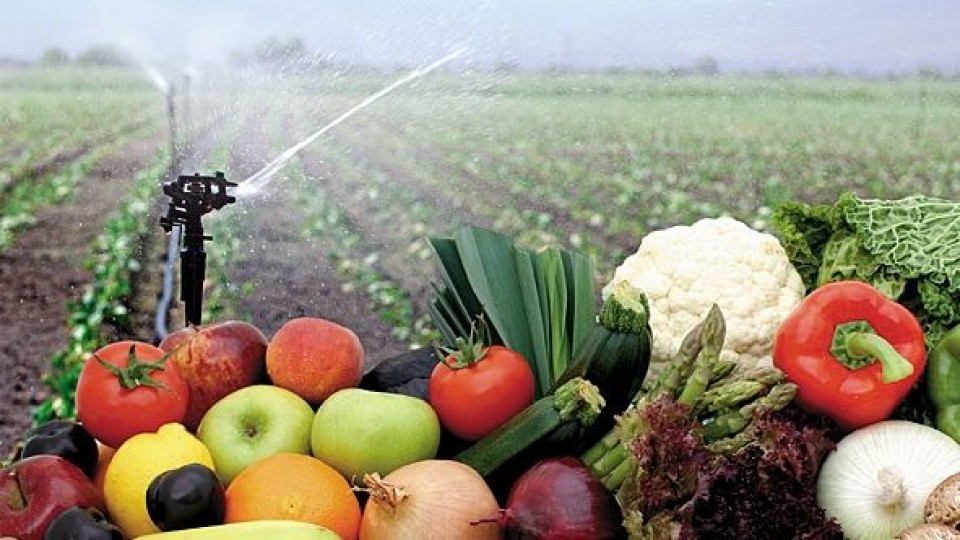 El kilo canasta frutihortícola descendió 0.1% para ubicarse en 36.4 pesos/kgs —  Granja — Dinámica Rural | El Espectador 810