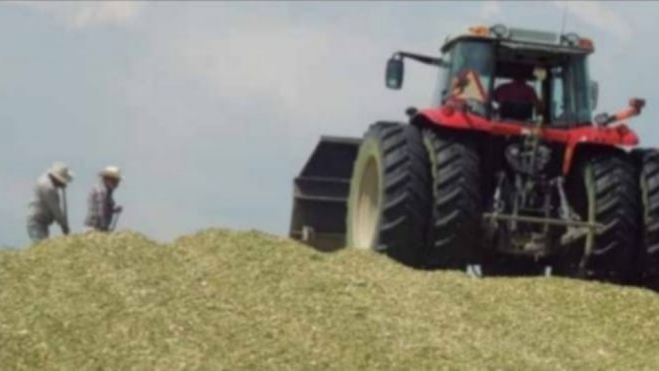 Prolesa: hasta el 30 promueve Plan para ensilaje —  Lechería — Dinámica Rural | El Espectador 810