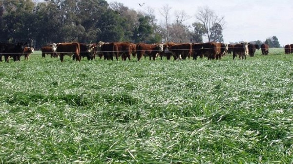 Evaluación en el ''entretiempo de la zafra de pasturas'' —  Ganadería — Dinámica Rural | El Espectador 810