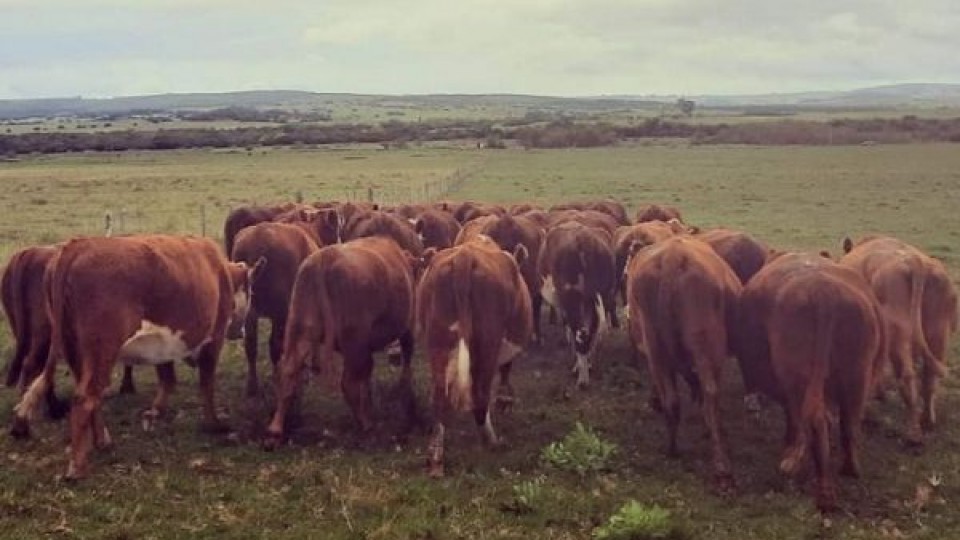 Pantalla Uruguay colocó el 97% de la oferta — Mercados — Dinámica Rural | El Espectador 810